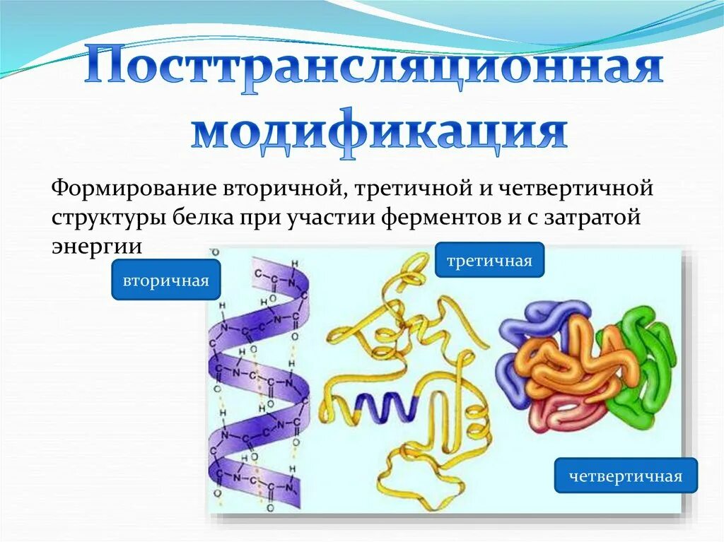 Ферменты участвующие в синтезе белка. Белки первичная вторичная третичная четвертичная структуры. Формирование вторичной третичной и четвертичной структуры белка. Первичная вторичная четвертичная структура белка. Вторичная третичная и четвертичная структура белка.