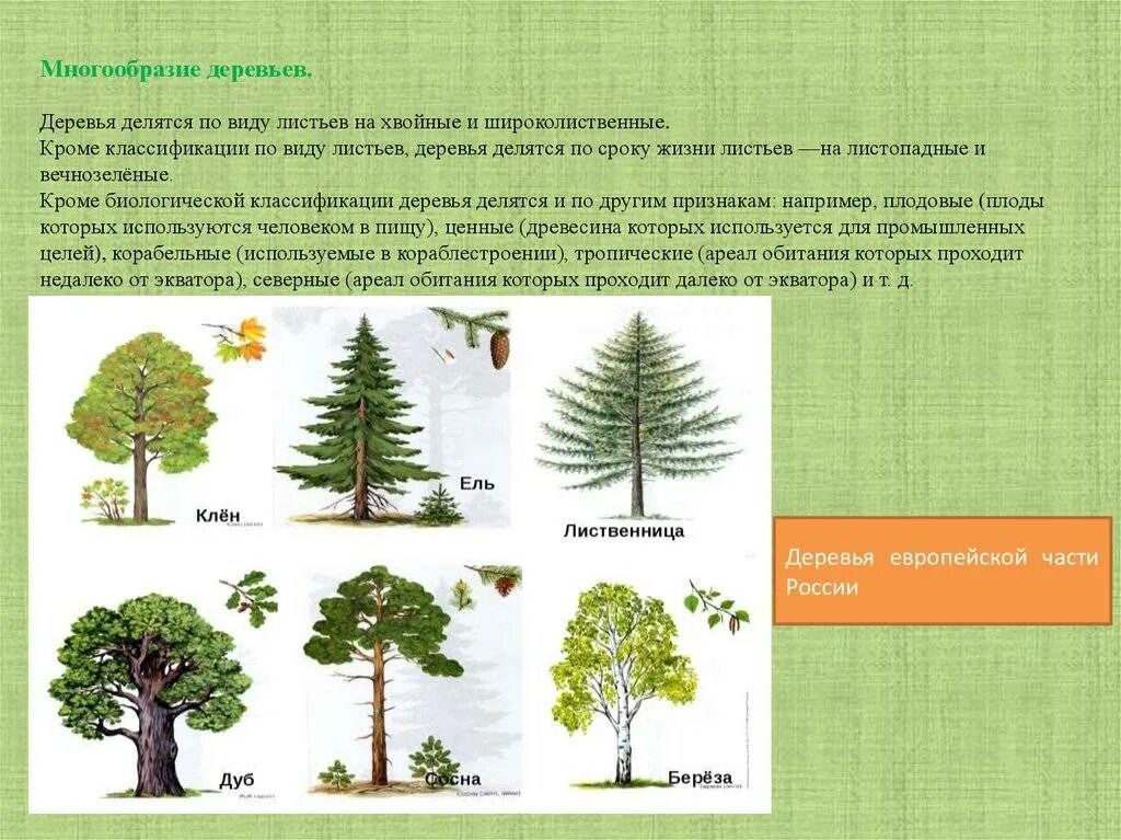 Деревья названия. Классификация деревьев. Классификация хвойных деревьев. Хвойные и лиственные породы деревьев. Текст лиственные растения