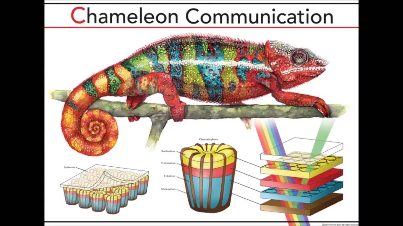Хамелеон схема. Строение кожи хамелеона. Хроматофоры хамелеона. Клетки кожи хамелеона. Клетки хроматофоры у хамелеона.