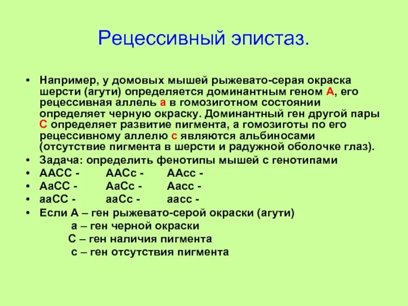 У человека доминантный ген а определяет стойкий. Эпистаз наследование окраски шерсти мышей. Рецессивный эпистаз. Рецессивный эпистаз у мышей. Эпистаз доминантный и рецессивный.