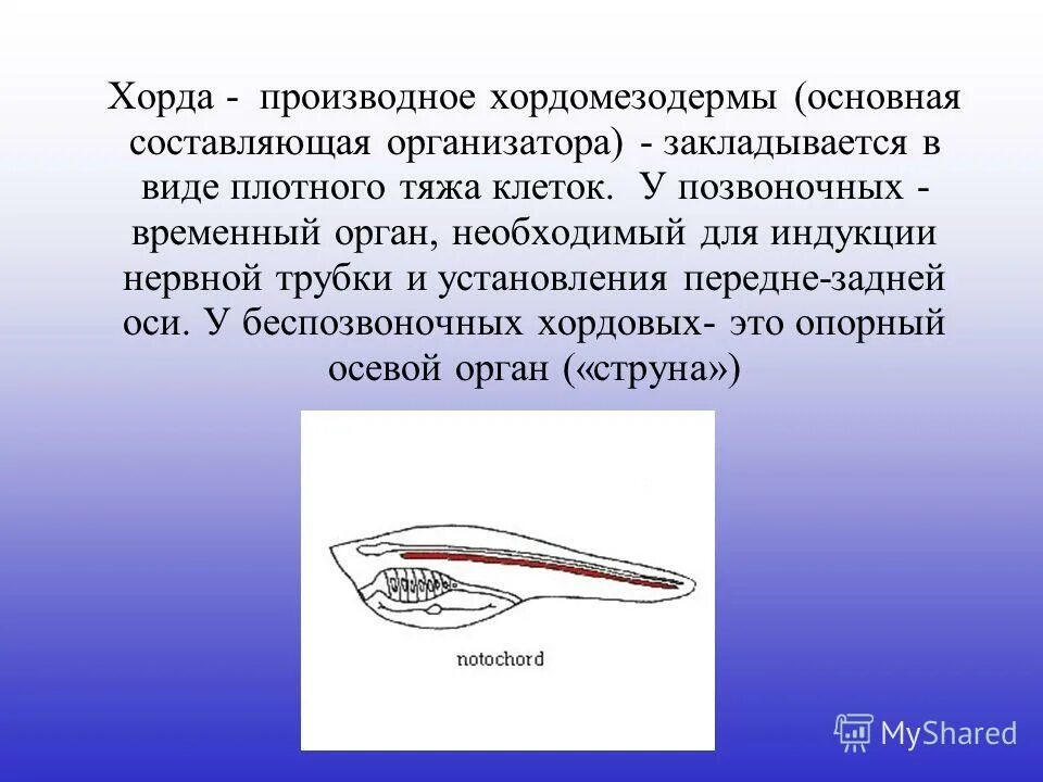 Осевой скелет ланцетника. Осевой скелет ланцетника представлен. Упругий эластичный тяж развивающий у позвоночных животных. Хорда это спинной мозг без сформировавшихся вокруг него. Упругий эластичный тяж развивающий у позвоночных животных.