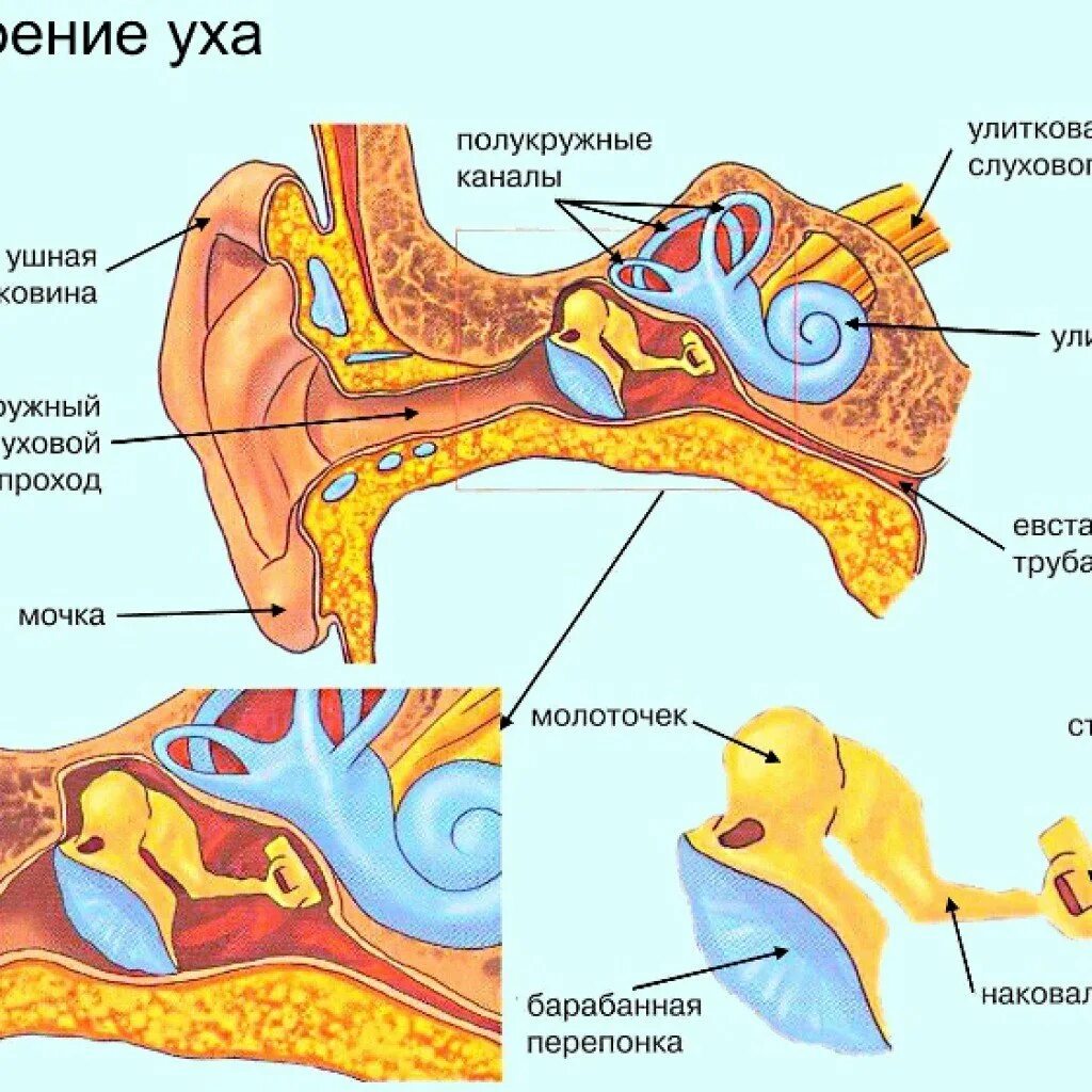 Строение наружного среднего и внутреннего уха анатомия. Строение наружного уха. Строение уха наружное среднее внутреннее. Строение слухового анализатора наружное среднее внутреннее ухо. Строение среднего уха человека схема.