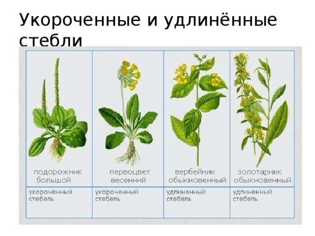 Растения с укороченными побегами. Удлиненный побег и укороченный побег. Растения с удлиненным стеблем. Удлиненные и укороченные побеги