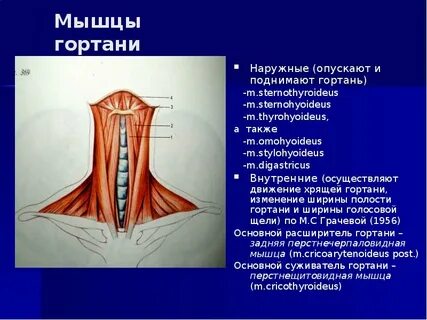 Расширитель гортани