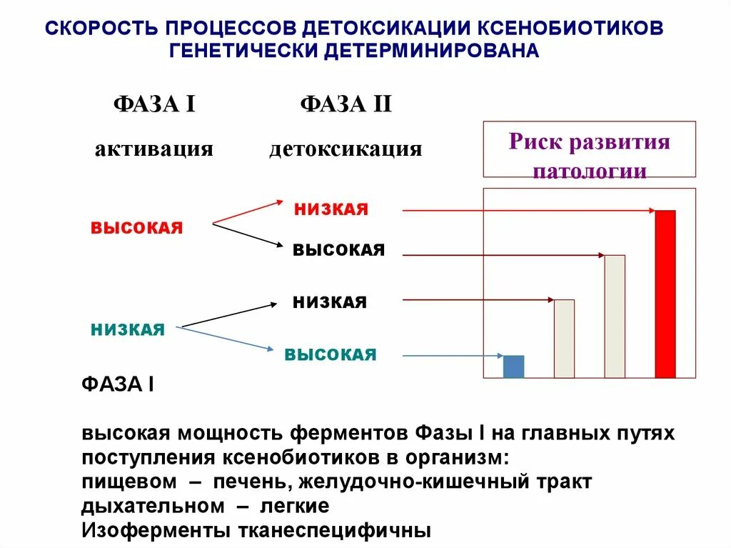 Низкая вторая фаза. Схема фаз детоксикации печени. Фазы детоксикации ксенобиотиков. 2 Фаза детоксикации печени. Основной фермент первой фазы детоксикации.