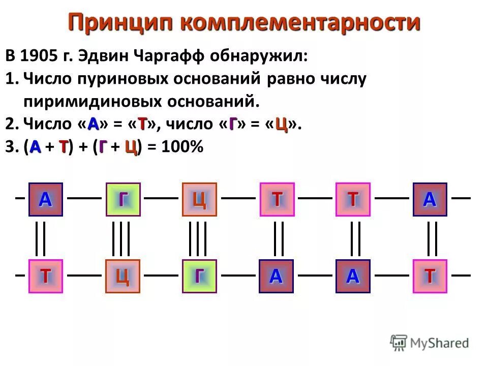 Комплементарность нуклеотидов днк и рнк. Принцип комплементарности нуклеотидов днк. Принцип комплементарности нуклеотидов днк. Комплементарность нуклеотидов днк. Комплементарные нуклеотиды днк.