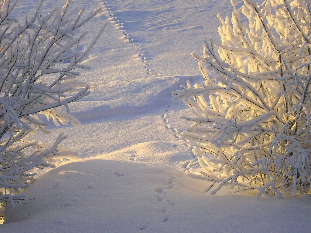 пусть белым снегом заметёт все ваши беды и ненастья. все кругом белым бело белым снегом замело. снегом белым замело все кругом белым бело. снегр. загадки про снег 3 класс.