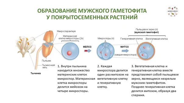 Мужской гаметофит цветковых. Образование женского гаметофита у покрытосеменных схема. Образование пыльцевого зерна у покрытосеменных. Мужской гаметофит покрытосеменных растений функции. Образование мужского гаметофита у покрытосеменных.