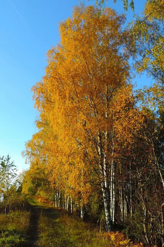 красивая осень. березы желтою резьбой. березы желтою резьбой блестят. солнечный осенний день. березы желтою резьбой.