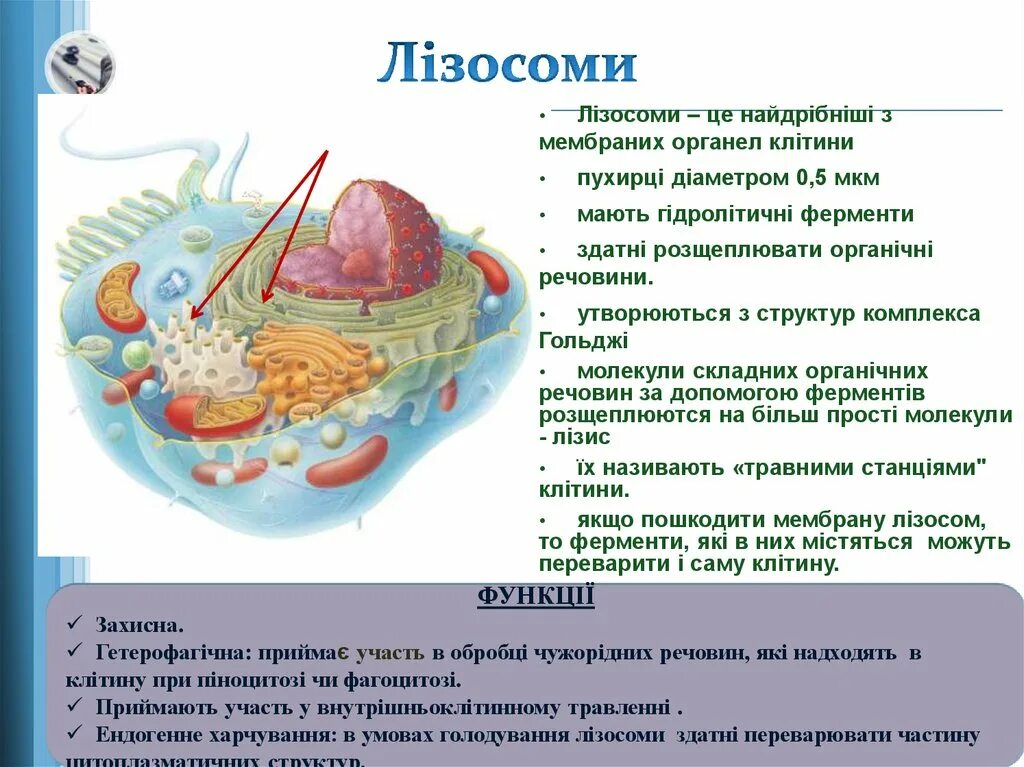 В лизосомах происходят реакции. Лизосомы. Лизосомы строение. Строение структура лизосомы.