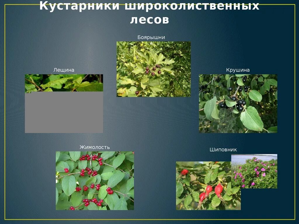 Зона широколиственных лесов растения. Лиственные кустарники в лесу. Широколиственные кустарники. Кустарники смешанного леса названия. Широколиственный лес характерные растения