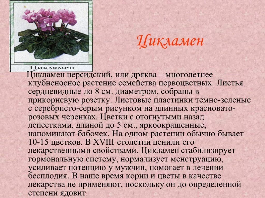 Цикламен ядовит или нет. Растение цикламен персидский. Родина цветка цикламен. Родина цикламена комнатного растения.