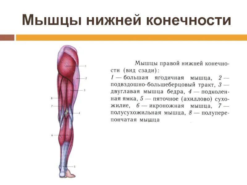 Класс мышцы. Мышцы конечностей биология 8 класс. Мышцы конечностей мышцы нижней конечности. Мышцы нижних конечностей 8 класс. Мышцы нижней конечности анатомия 8 класс.