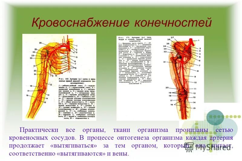 Кровообращение конечностей животных