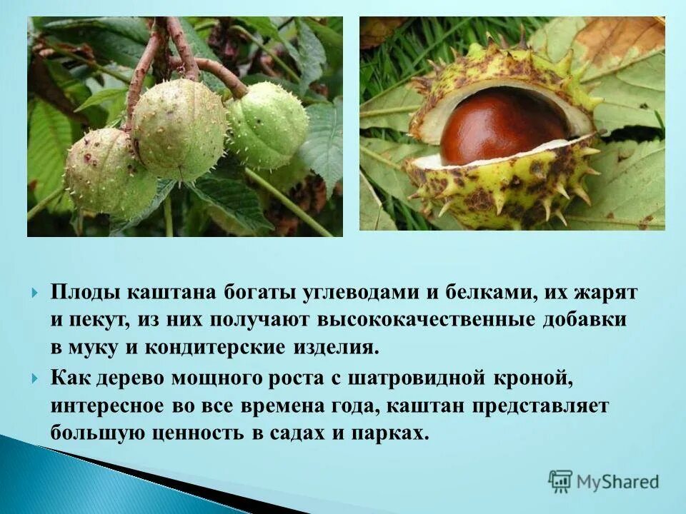 Каштан дерево плоды. Строение плода каштана. Каштан обыкновенный описание. Описание плода каштана. Почему каштановый