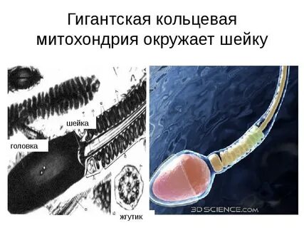Митохондрии яйцеклетки