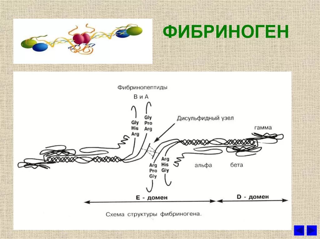 Количество фибрина после пореза. Фибриноген строение и функции. Фибриноген структура белка. Фибриноген строение биохимия. Фибриноген структура.