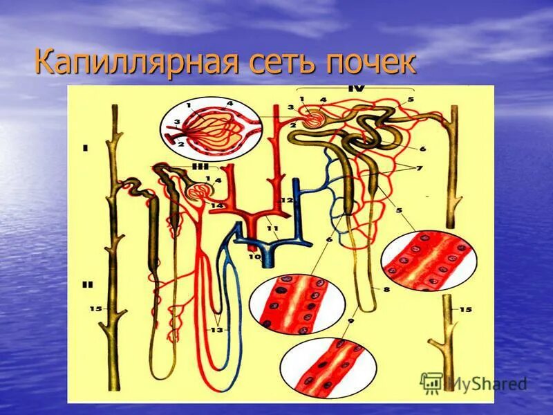 сеть почки. особенности кровоснабжения почек схема. сеть почки. чудесная капиллярная сеть почек. две системы капилляров почек.