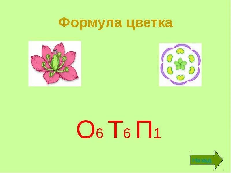 Формула цветка семейства Лилейные. О6т6п1 формула цветка. Формула цветков семейства лилейных. Формула цветка семейства Лилейные биология 6. Ч5 л5 т бесконечность п бесконечность