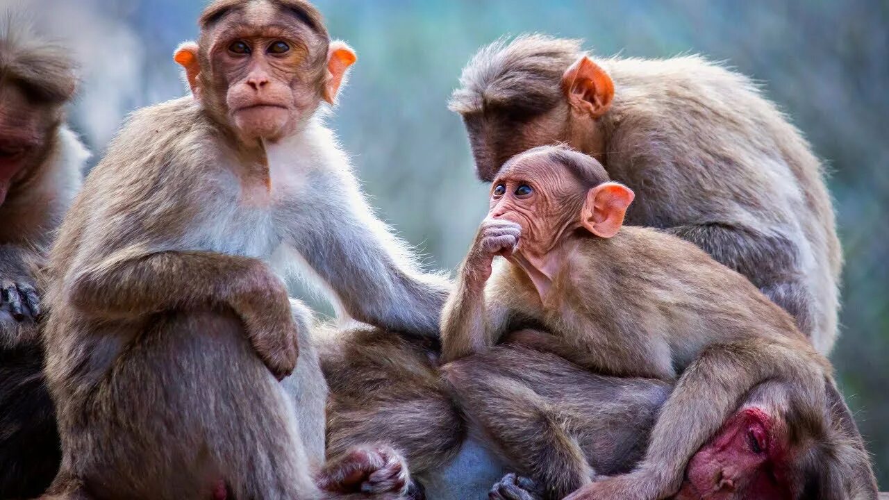 Some monkeys