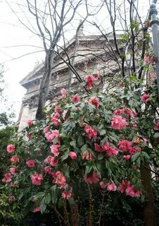 Камелия в открытом грунте