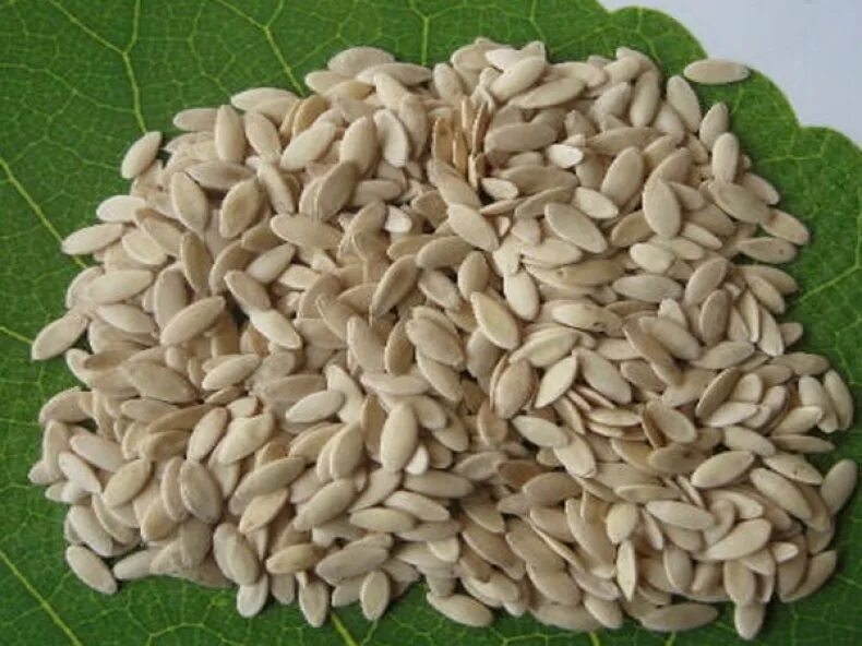 Влажные семена. Семена огурцов. семена огурца. семечки огурца. семена огурца семена.