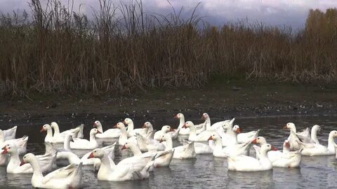 Гуси на белом море