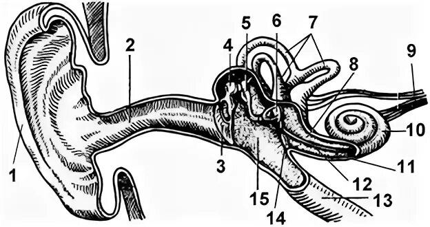 Анализатор слуха биология 8. Изображение строения уха. Слуховой анализатор без подписей. Строение уха человека без подписей. Рассмотрите схематичные изображения уха человека