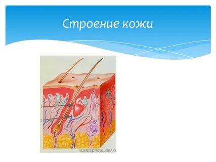 Биология 8 класс кожа строение и функции