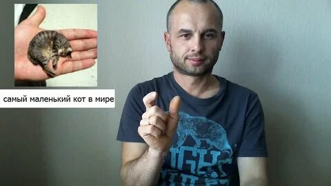Самое маленькое кошачье