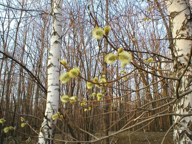 Молодые березки весной. Верба и осина. Верба ольха Ива. Береза весной.