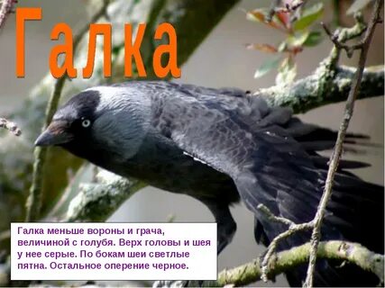 Сравнение галки и вороны