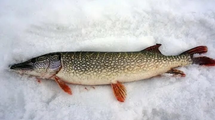 Щука на Оби. Весенняя рыбалка на Оби. Фото щуки зимой. Обь рыбалка на хищника.