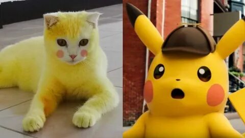 Котик пикачу