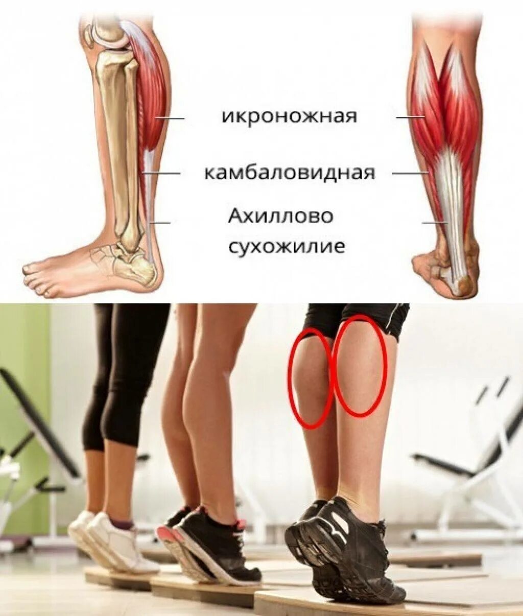Сильные икры ног. Икроножная и камбаловидная. Камбаловидная мышца упражнения. Икроножная и камбаловидная мышцы. Тренировка икроножных мышц.