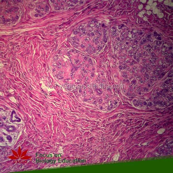 Микроскоп гистология. Микроскоп гистология. Микроскоп гистология. Гистология микроскоп тгму. Микроскоп гистология.