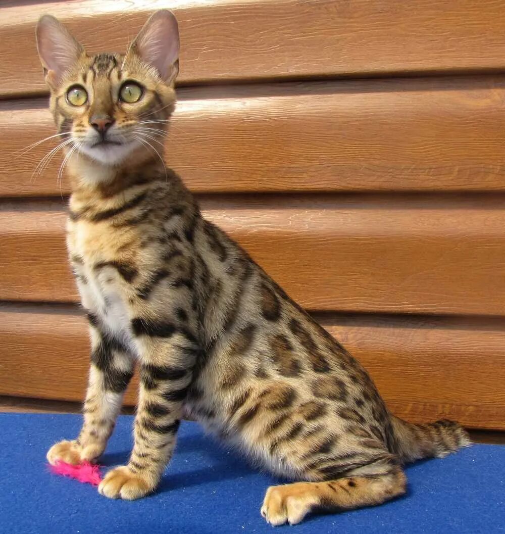 Бенгальская кошка. Бенгальский леопардовый кот. Бенгал бенгальской породы. Египетская МАУ И Бенгальская кошка. Голова бенгальской кошки