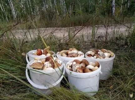 Собираем белые