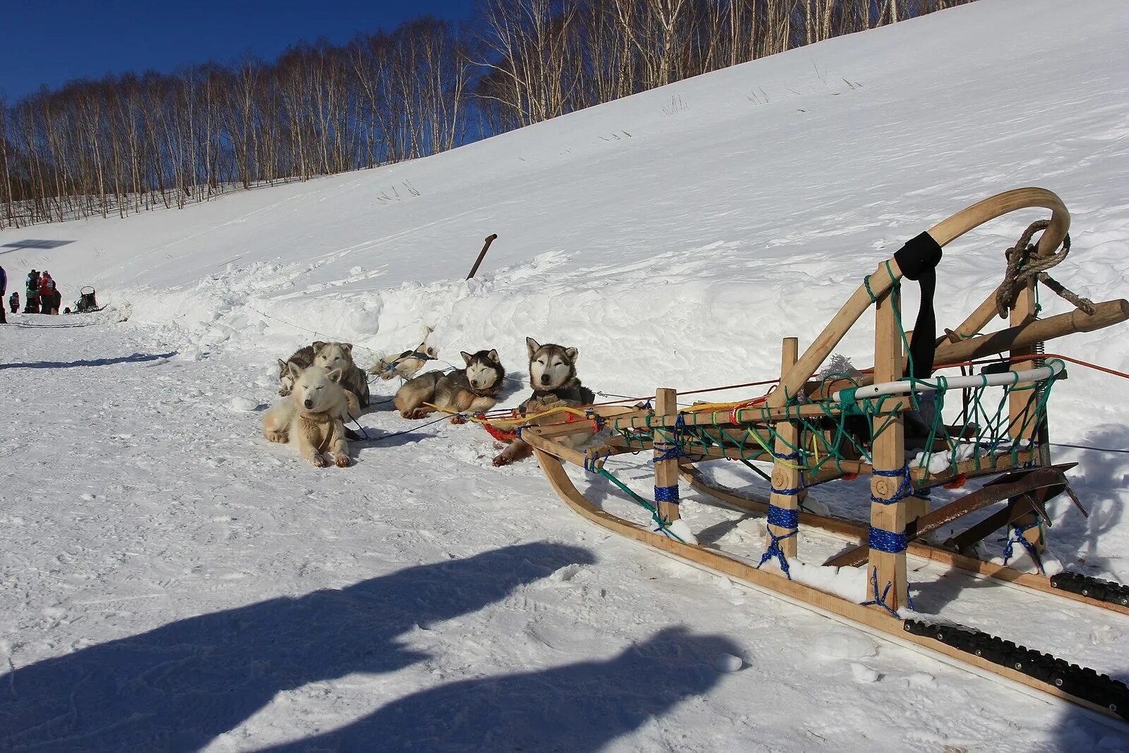 Нарты ительменов. Нарты это. Нарты тобогган. Средства передвижения народов севера. Прямокопыльные нарты.