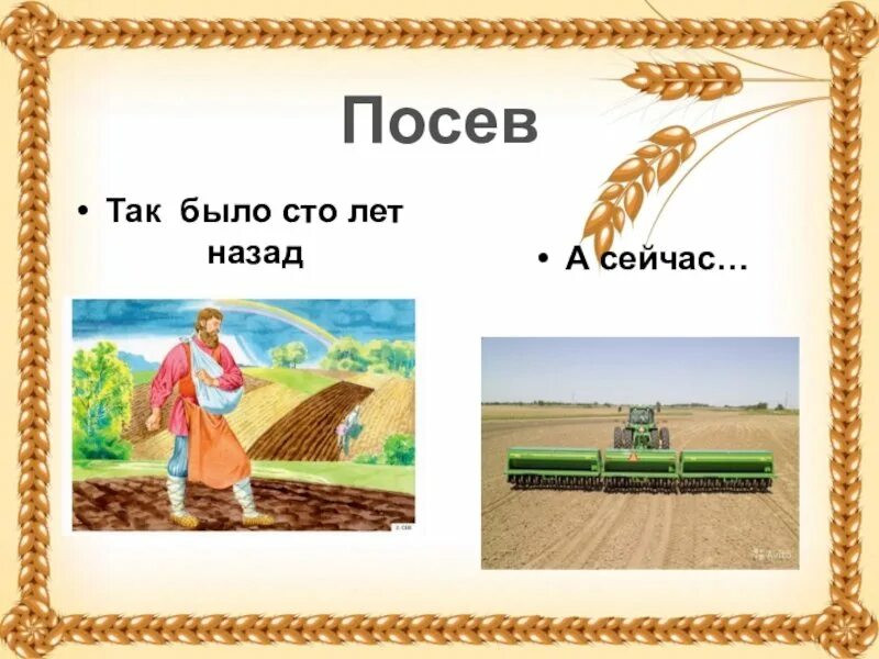 Занятие откуда хлеб пришел. Картинки по теме хлеб для детского сада. Как выращивают хлеб. Хлеб всему голова. Как выращивают хлеб для детей.