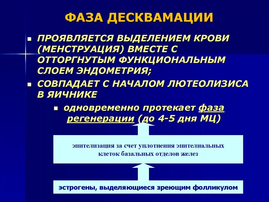Фаза десквамации. Эндометрий в фазе десквамации. маточный цикл фаза десквамации. десквамация функционального слоя эндометрия. эндометрий стадии десквамации.