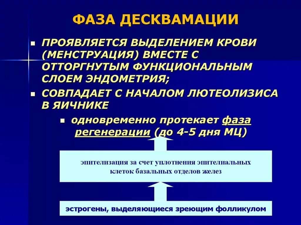 Эндометрий десквамация. Эндометрий в фазе десквамации. Фаза десквамации маточного цикла. Десквамация функционального слоя эндометрия. Эндометрий стадии десквамации.