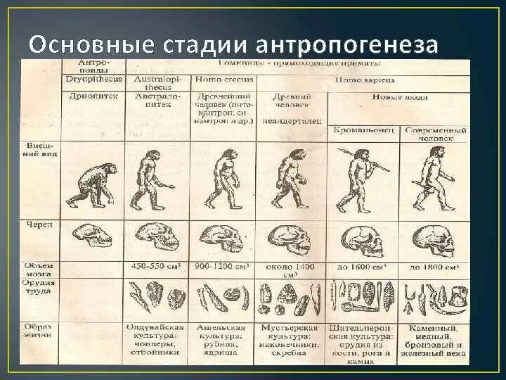 Первичная стадия развития. Этапы антропогенеза таблица 11 класс. Таблица Антропогенез 11 класс. Основные этапы антропогенеза и социогенеза. Эволюция человека Антропогенез.