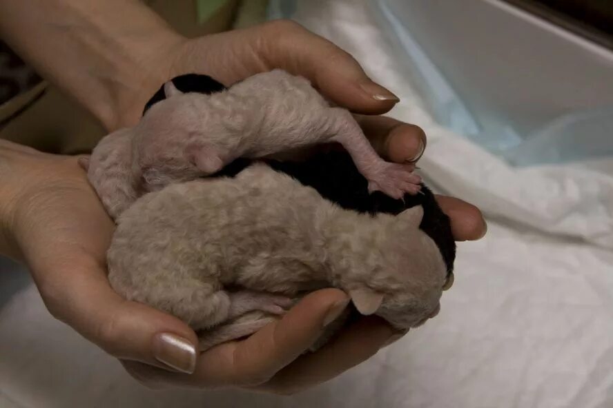 ребёнку 2 месяца развитие мальчик что должен уметь ребенок. развитие ребёнка по месяцам с рождения до года таблица. во сколько новорожденные начинают. во сколько новорожденные начинают. таблица двигательного развития младенца до года.