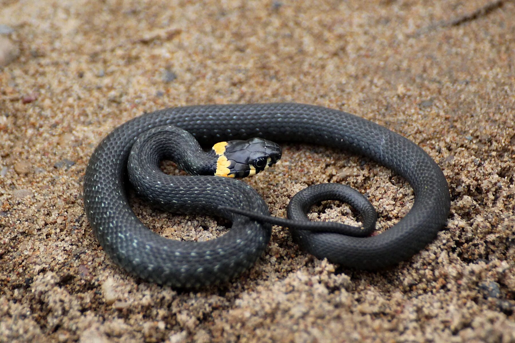 Какие змеи черные. Обыкновенный уж Natrix Natrix. Змея черноголовый полоз. Полоз меланист. Обыкновенный уж меланист.