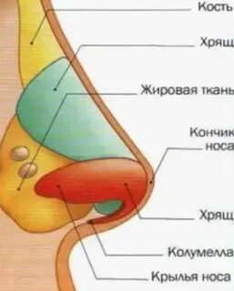 Хрящи растут