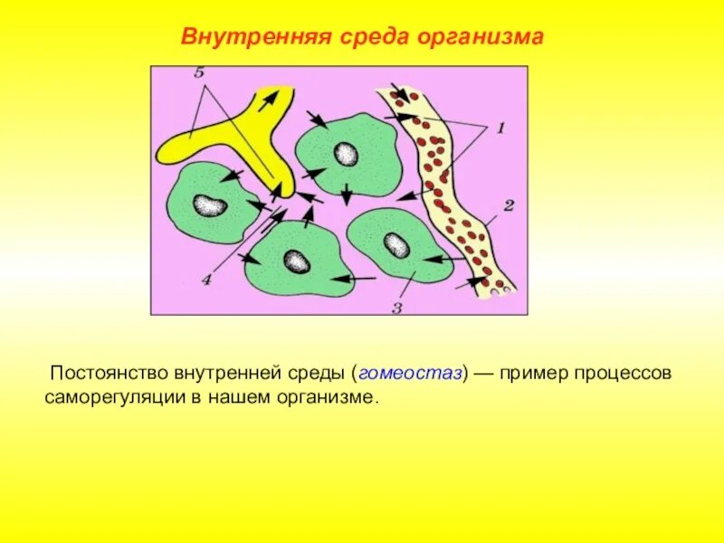 Пример саморегуляции у растений. Превращение жидкостей внутренней среды организма. Схема превращения жидкостей внутренней среды организма. Кровь лимфа межклеточная жидкость. Внутренняя среда организма тканевая жидкость лимфа.