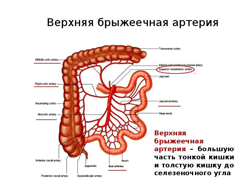 Сегмент кишка. Верхняя брыжеечная артерия схема. Ветви нижней брыжеечной артерии схема. Ветви верхней брыжеечной артерии. Локализация верхней и нижней брыжеечной артерии.