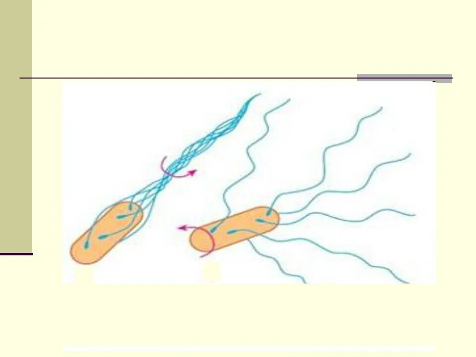 Механизм движения жгутика прокариот. Вращение жгутиков бактерий. Механизм движения жгутиков. Небольшие жгутики. Передвижение бактерий