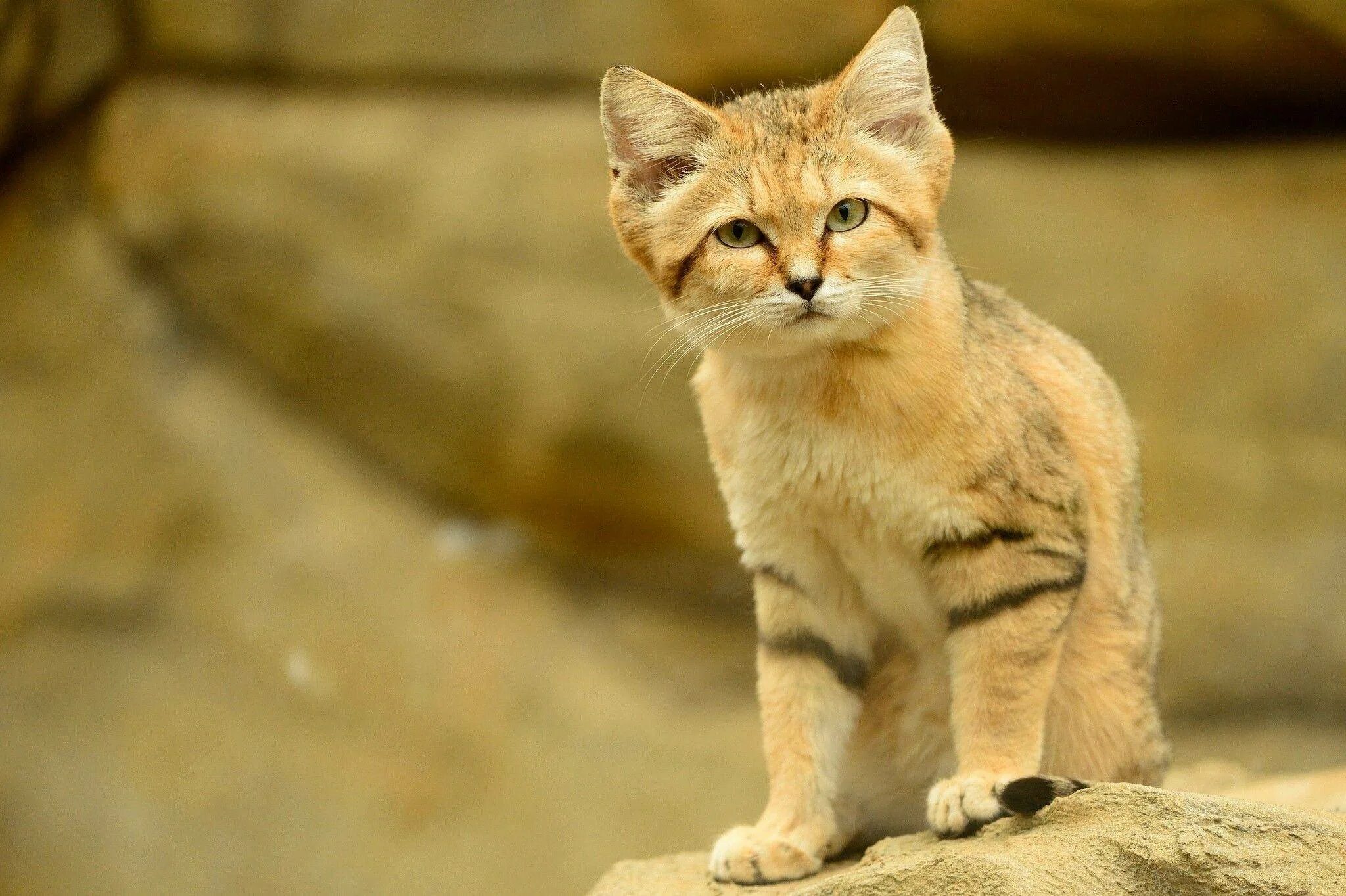 Кошка пустыни. Барханный песчаный кот. Барханная кошка (Песчаная кошка). Животные пустыни барханный кот. Барханный кот в пустыне.